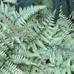 Athyrium x niponicum 'Ghost' Athyrium x niponicum 'Ghost'
