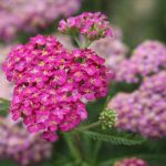 Achillea millefolium 'Song Siren Layla' Achillea millefolium 'Song Siren Layla'