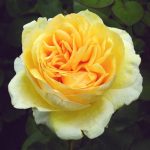 Rosa 'Bella di Todi' Rosa 'Bella di Todi'
