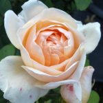 Rosa ‘Anna Fendi' Rosa ‘Anna Fendi'