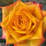 Rosa 'Girandola' Rosa 'Girandola'