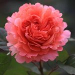 Rosa 'Etrusca' Rosa 'Etrusca'