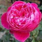 Rosa 'Accademia' Rosa 'Accademia'