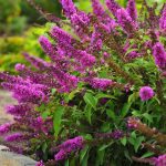 Buddleja dav. 'Free Petite Tutti Frutti' Buddleja dav. 'Free Petite Tutti Frutti'