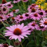 Echinacea purpurea "Magnus" Echinacea purpurea "Magnus"