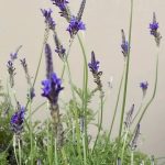 Lavandula x christiana Lavandula x christiana