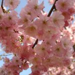 Prunus 'Accolade' Prunus 'Accolade'
