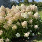 Hydrangea paniculata 'Pinkachu' Hydrangea paniculata 'Pinkachu'