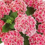 Hydrangea macrophylla 'Candy Heart' Hydrangea macrophylla 'Candy Heart'