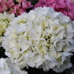 Hydrangea macrophylla 'Schneeball' Hydrangea macrophylla 'Schneeball'