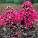 Lagerstroemia indica 'Black Solitaire Mystic Magenta' Lagerstroemia indica 'Black Solitaire Mystic Magenta'