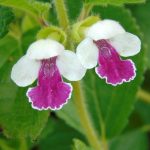 Melittis melissophyllum ‘Royal Velvet Distinction’ Melittis melissophyllum ‘Royal Velvet Distinction’