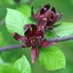 Calycanthus floridus Calycanthus floridus