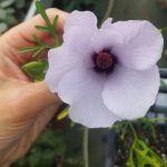 Alyogyne huegelii 'Santa Cruz' Alyogyne huegelii "Santa Cruz"