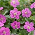 Erodium x variabile 'Bishop's Form' Erodium x variabile 'Bishop's Form'