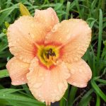 Hemerocallis 'Palais d'Orient' Hemerocallis 'Palais d'Orient'