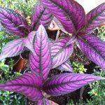 Strobilanthes dyeranus 'Persian Shield' Strobilanthes dyeranus 'Persian Shield'
