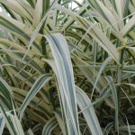 Arundo donax "Variegata" Arundo donax "Variegata"