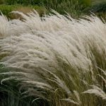 Stipa ichu Stipa ichu