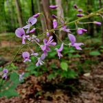Desmodium nudiflorum (Hylodesmum) Desmodium nudiflorum (Hylodesmum)