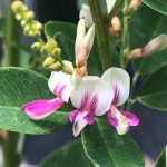 Lespedeza thunbergii 'Edo Shibori' Lespedeza thunbergii 'Edo Shibori'