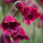 Gladiolus papilio 'Ruby' Gladiolus papilio 'Ruby'