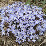 Houstonia caerulea "Millard's Variety" Houstonia caerulea "Millard's Variety"