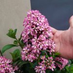 Escallonia laevis 'Pink Elle' Escallonia laevis 'Pink Elle'