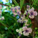 Akebia quinata 'Silver Bells' Akebia quinata 'Silver Bells'