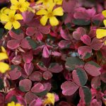 Oxalis spiralis ssp. vulcanicola ‘Plum Crazy’ Oxalis spiralis ssp. vulcanicola ‘Plum Crazy’