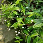 Tradescantia pellucida (Tradescantia geniculata 'Tahitian Bridal Veil') Tradescantia pellucida (Tradescantia geniculata 'Tahitian Bridal Veil')