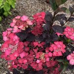 Hydrangea serrata 'Daredevil' Hydrangea serrata 'Daredevil'