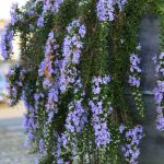 Rosmarinus officinalis 'Prostratus' Rosmarinus officinalis 'Prostratus'
