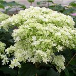 Hydrangea arborescens ''Hayes Starburst'' Hydrangea arborescens ''Hayes Starburst''