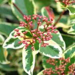 Viburnum tinus 'Variegatum' Viburnum tinus 'Variegatum'