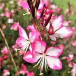 Gaura lindheimeri 'Rosy Jane' Gaura lindheimeri 'Rosy Jane'