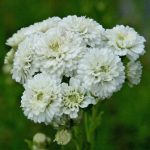 Achillea ptarmica 'Double Diamond' Achillea ptarmica 'Double Diamond'