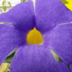 Thunbergia battiscombei Thunbergia battiscombei