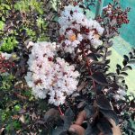 Lagerstroemia indica 'Black Solitaire Blush' Lagerstroemia indica 'Black Solitaire Blush'