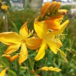 Crocosmia x crocosmiiflora 'Buttercup' (Montbretia) Crocosmia x crocosmiiflora 'Buttercup' (Montbretia)