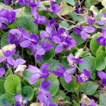 Viola odorata ‘Queen Charlotte’ (sin. 'Königin Charlotte' ) Viola odorata ‘Queen Charlotte’ (sin. 'Königin Charlotte' )