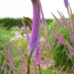Veronicastrum virginicum 'Fascination' Veronicastrum virginicum 'Fascination'