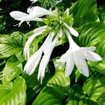 Hosta plantaginea 'Grandiflora' Hosta plantaginea