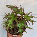 Begonia U614 'Himalayan' Begonia U614 'Himalayan'