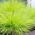 Festuca glauca 'Amigold' Festuca glauca 'Amigold'