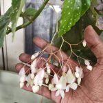 Begonia corallina ("Tamaya") 'Alba' Begonia corallina ("Tamaya") 'Alba'
