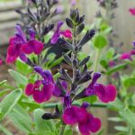 Salvia x jamensis 'Violette De Loire' Salvia x jamensis 'Violette De Loire'