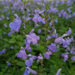 Salvia microphylla 'Delice Aquamarine' Salvia microphylla 'Delice Aquamarine'
