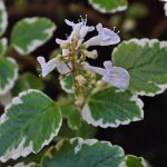 Plectranthus coleoides 'Variegatus' Plectranthus coleoides 'Variegatus'