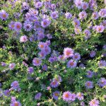 Aster novae-angliae 'Hella Lacy' Aster novae-angliae 'Hella Lacy'